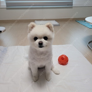 넥슨 캐시 85% 구매합니다 중고거래3년째 거래중