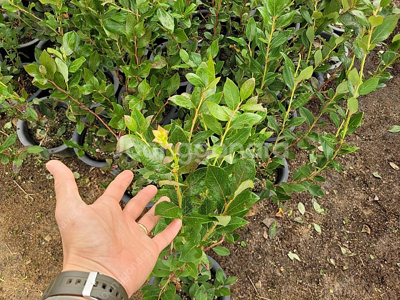 블루베리 듀크 3년생 2만원--0