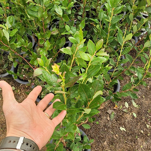 블루베리 듀크 3년생 2만원