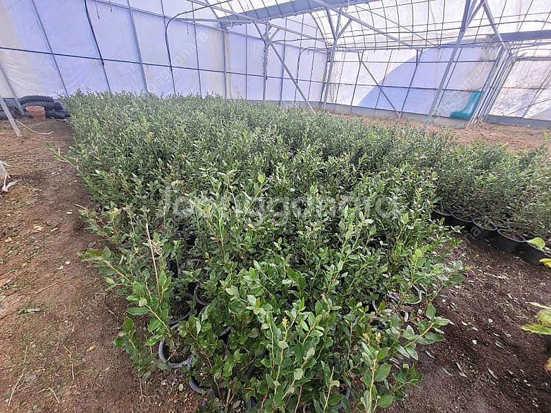 블루베리 듀크 3년생 2만원--4