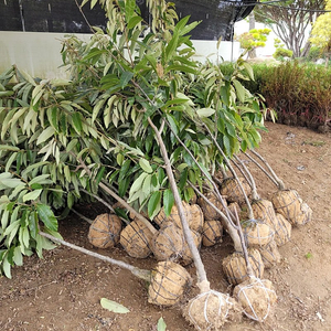 밤나무 결실주 3년생 39000원