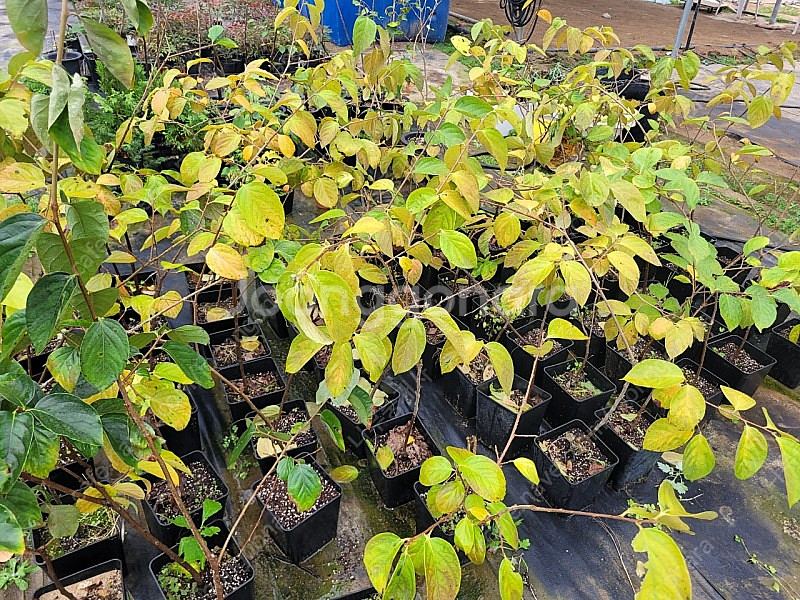 감나무 대봉 2년생 포트묘목 1만5000원--0