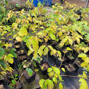 감나무 대봉 2년생 포트묘목 1만5000원