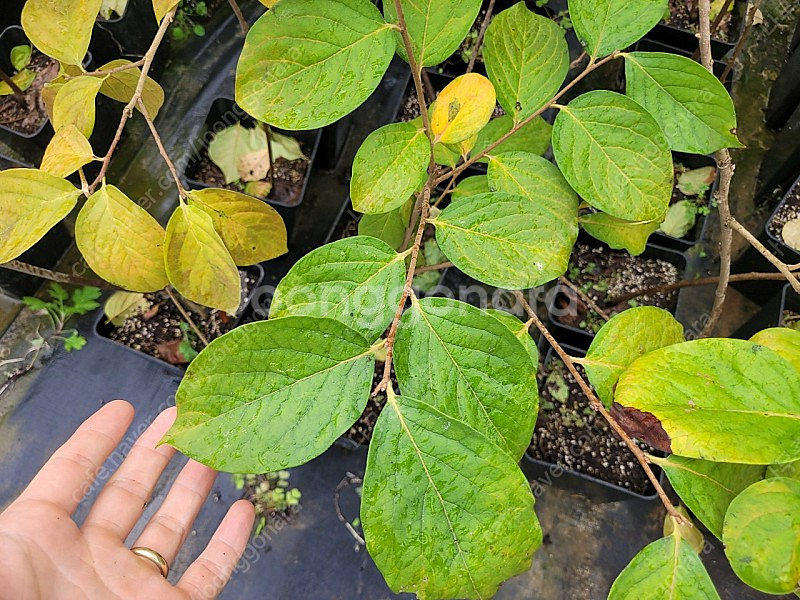 감나무 대봉 2년생 포트묘목 1만5000원--2