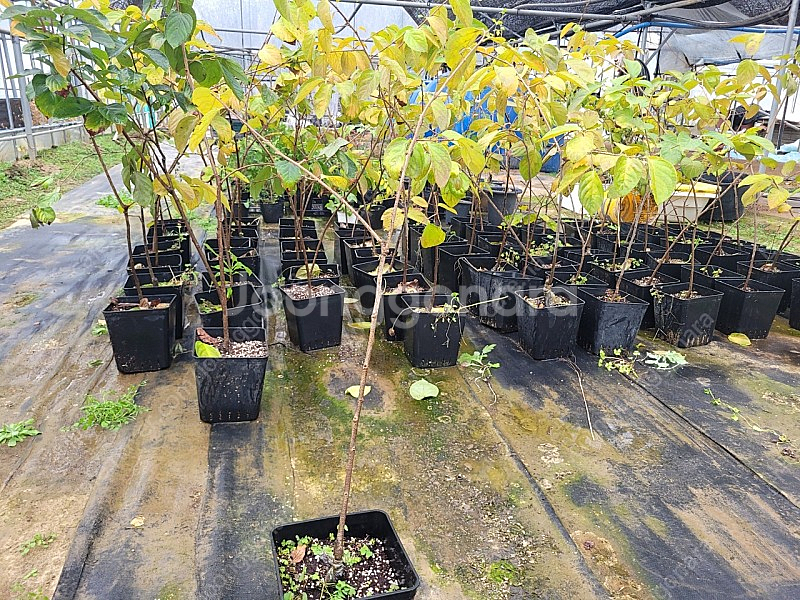 감나무 대봉 2년생 포트묘목 1만5000원--3
