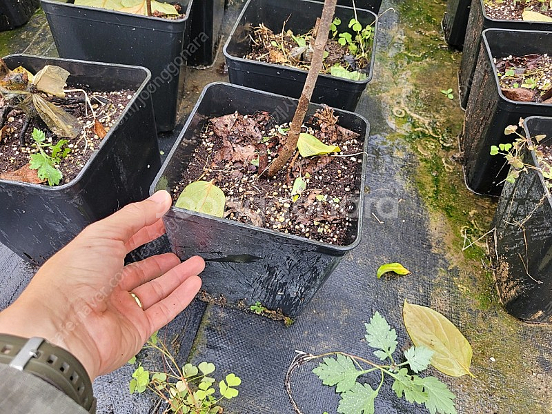 감나무 대봉 2년생 포트묘목 1만5000원--5