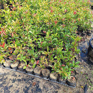 홍가시 50cm전후 포트묘목