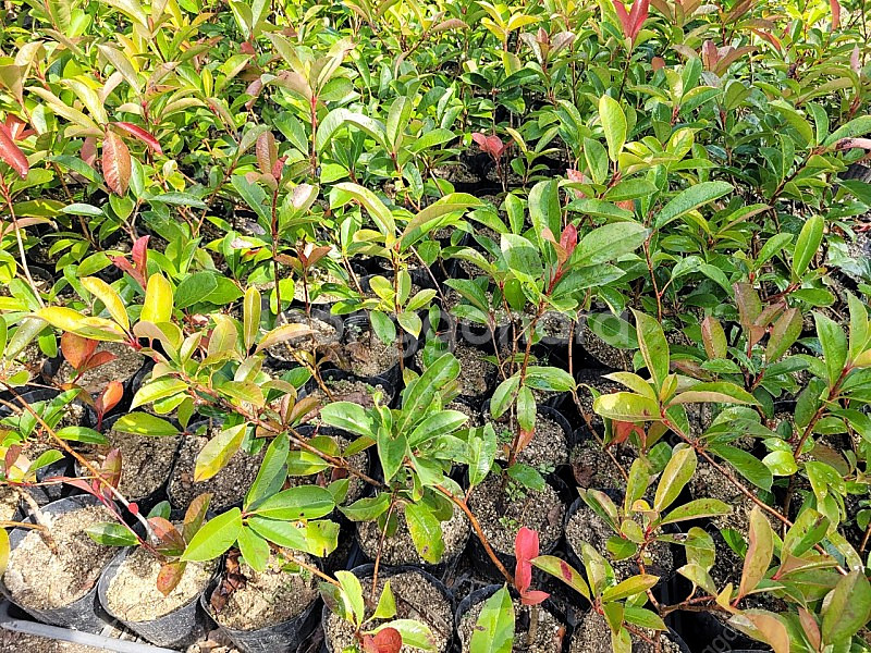 홍가시 50cm전후 포트묘목--1