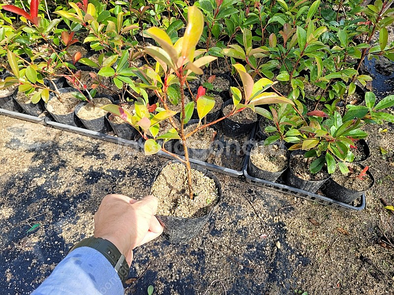 홍가시 50cm전후 포트묘목--4