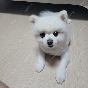 넥슨캐쉬 85% 매입합니다