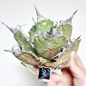 Agave Oteroi 야생아게베 오테로이,괴근식물,아프리카식물