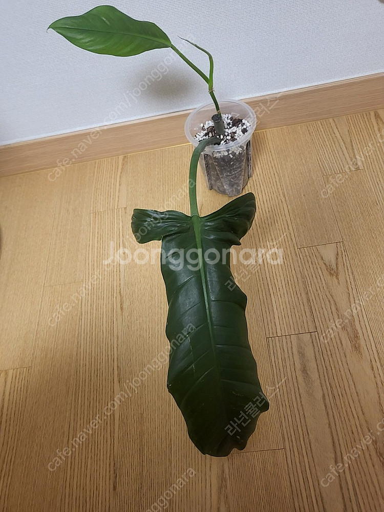 필로덴드론 라포아넘 희귀식물--0