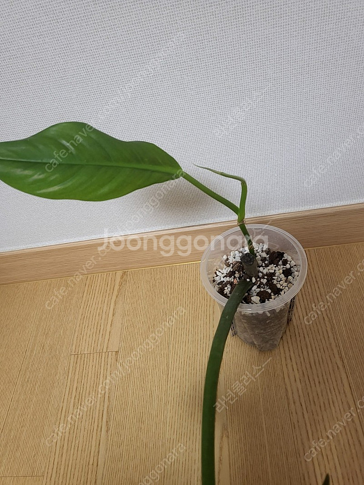 필로덴드론 라포아넘 희귀식물--1