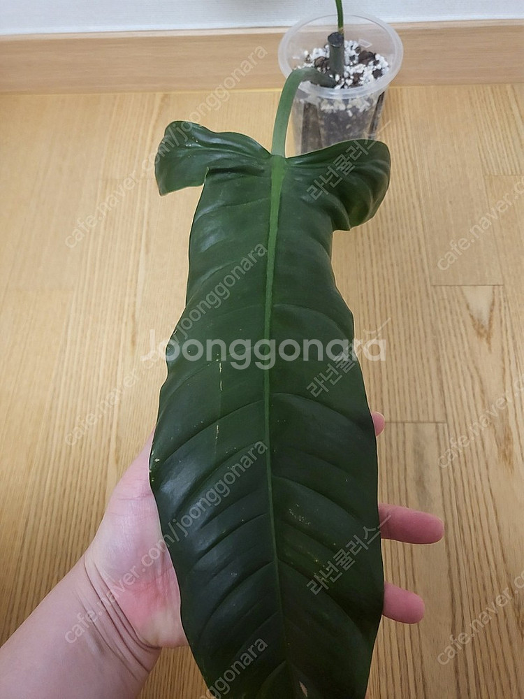 필로덴드론 라포아넘 희귀식물--2