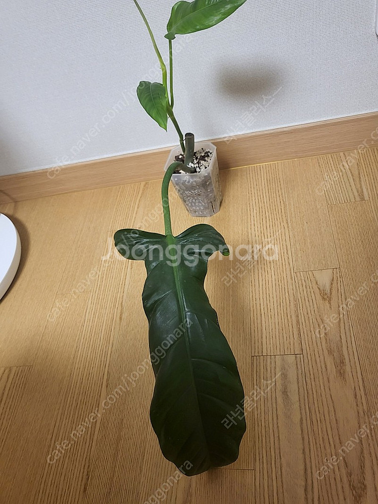 필로덴드론 라포아넘 희귀식물--3