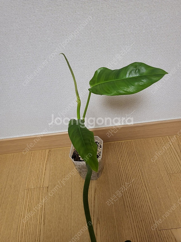 필로덴드론 라포아넘 희귀식물--4
