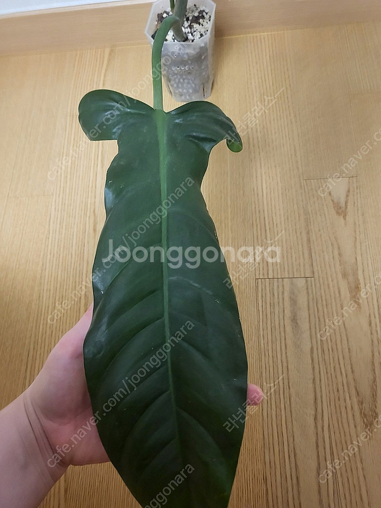 필로덴드론 라포아넘 희귀식물--5
