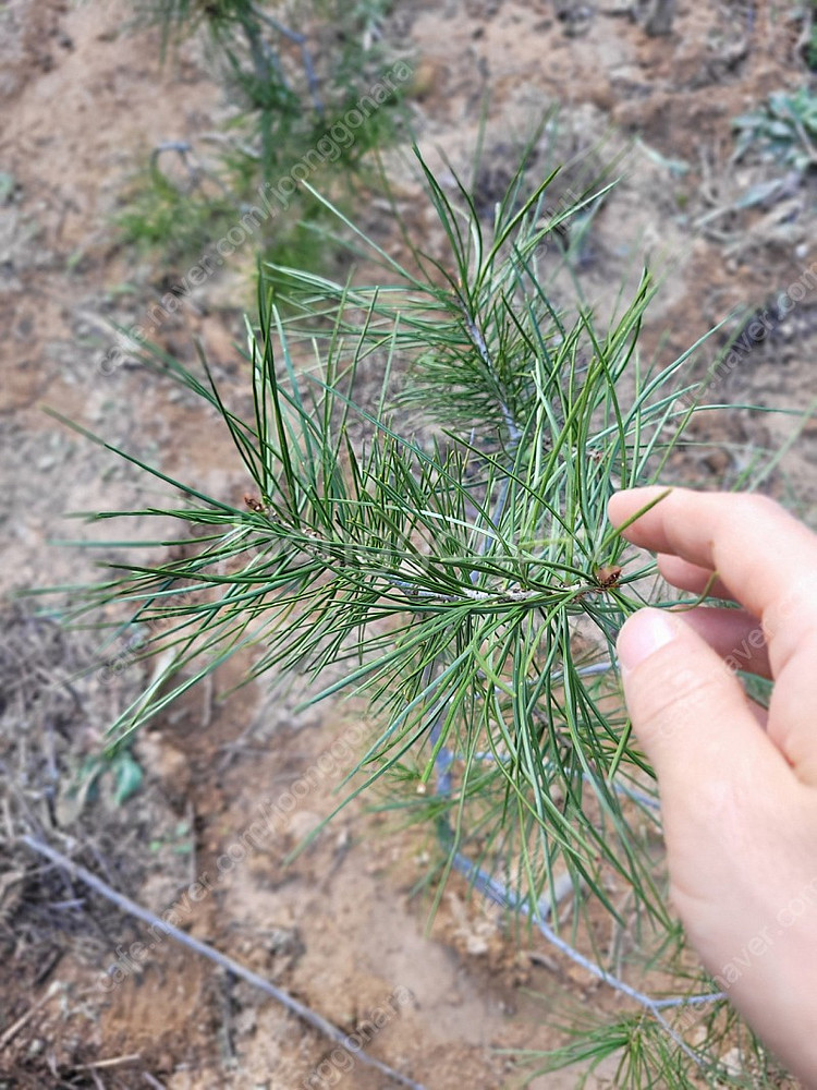 백송 6년생 나무 소나무 35000원--0