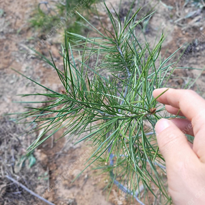 백송 6년생 나무 소나무 35000원