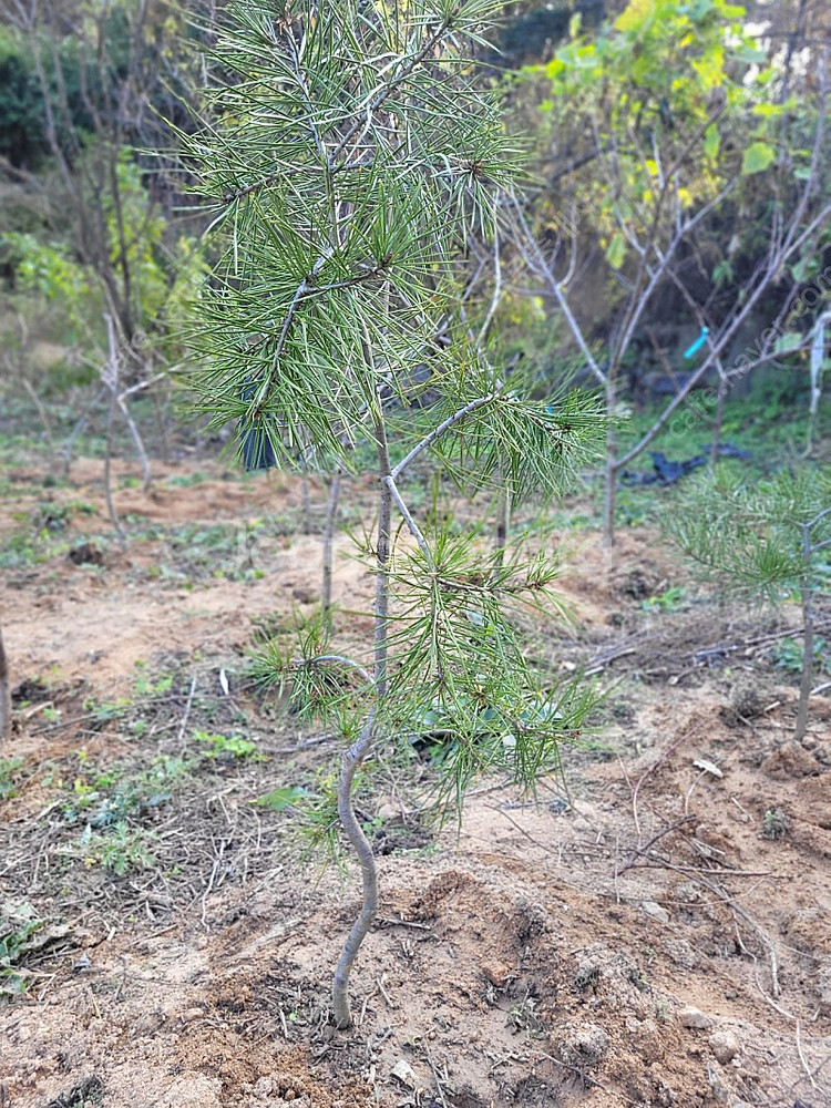 백송 6년생 나무 소나무 35000원--2