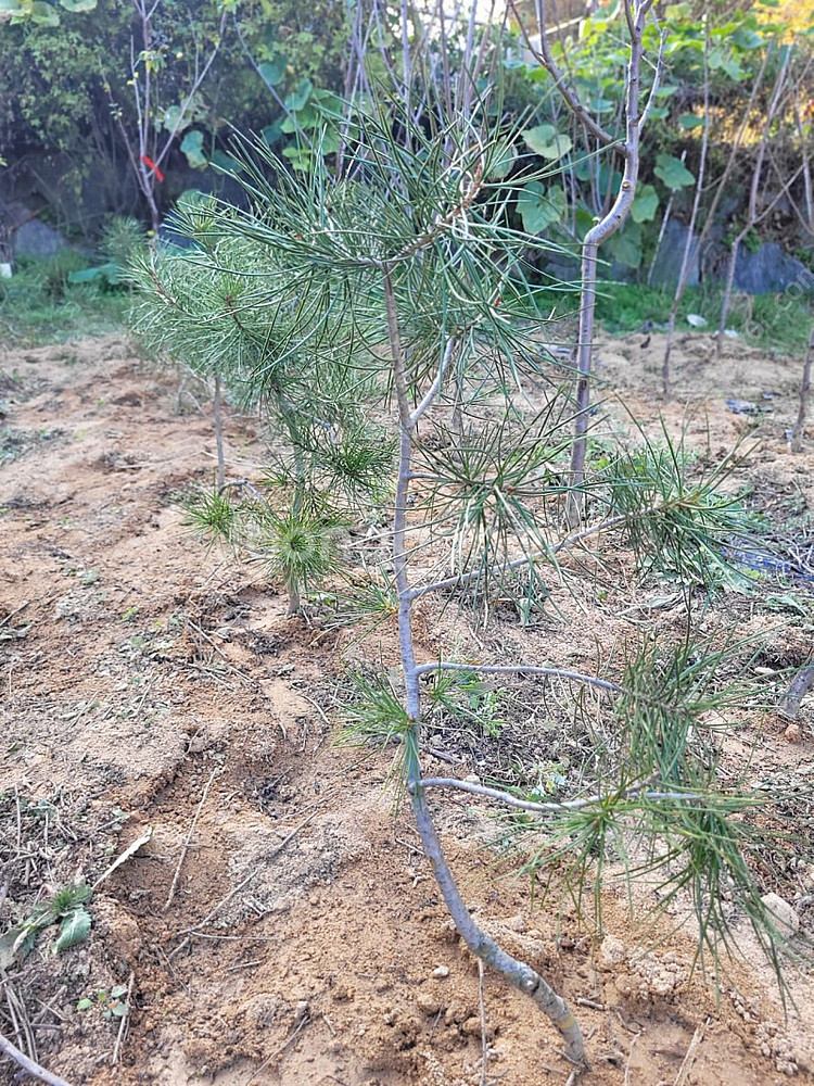 백송 6년생 나무 소나무 35000원--4