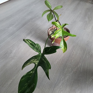 플로리다뷰티바리에가타