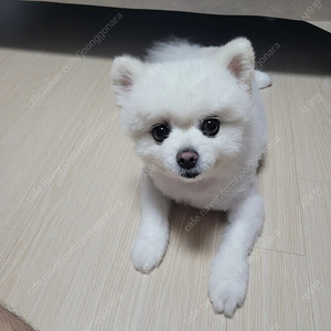 넥슨캐쉬 85% 매입합니다
