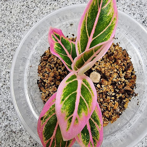 아글라오네마 로투스딜라이트 (알로카시아 필로덴드론 ×)
