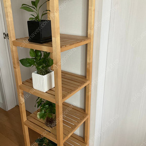 수경식물 개당 공기정화식물