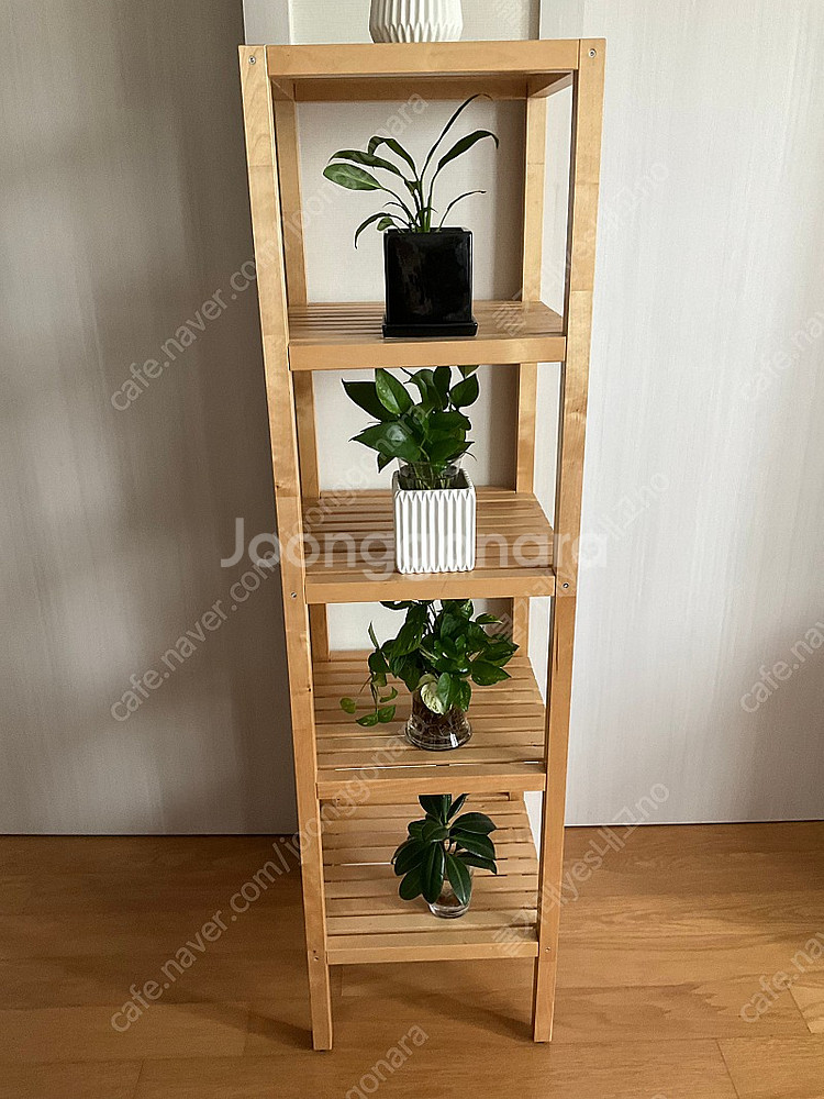 수경식물 개당 공기정화식물--1