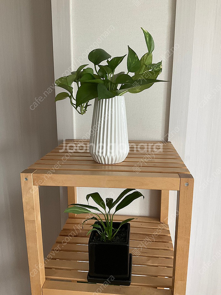 수경식물 개당 공기정화식물--6