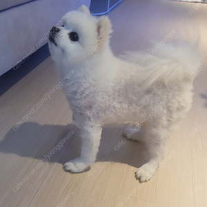 메이플m 미하일 넥슨캐시 5만원 쿠폰 구입합니다