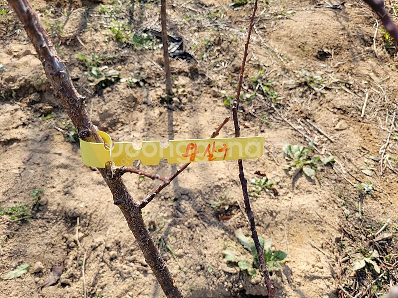 과일나무결실주-자두,살구,밤나무,매실,밤나무#--5