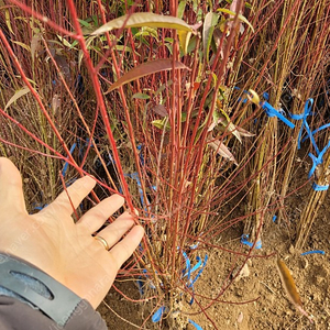 개복숭아 실생 2000원