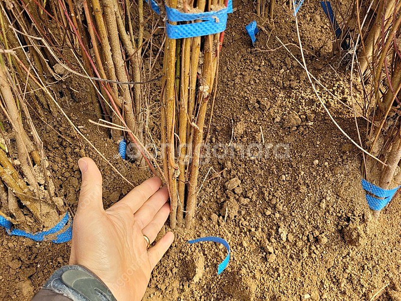 개복숭아 실생 2000원--2