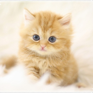 Asus exa320 삽니다