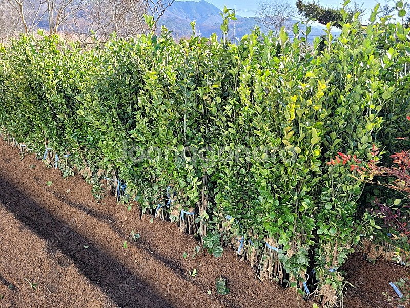 사철나무 h1.2 주당2500원--0