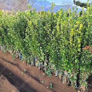 사철나무 h1.2 주당2500원