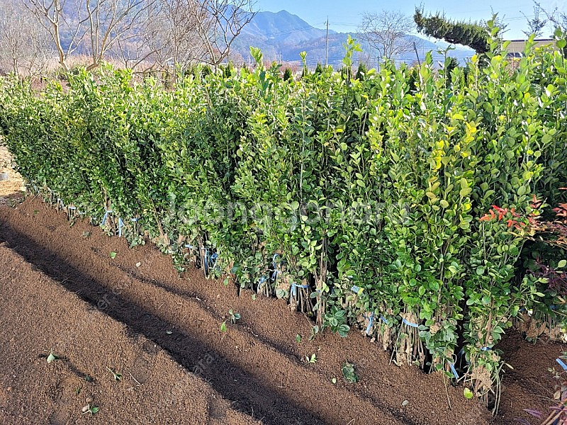 사철나무 h1.2 주당2500원--2