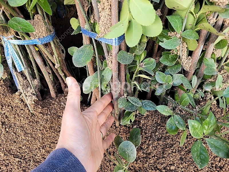 사철나무 h1.2 주당2500원--4