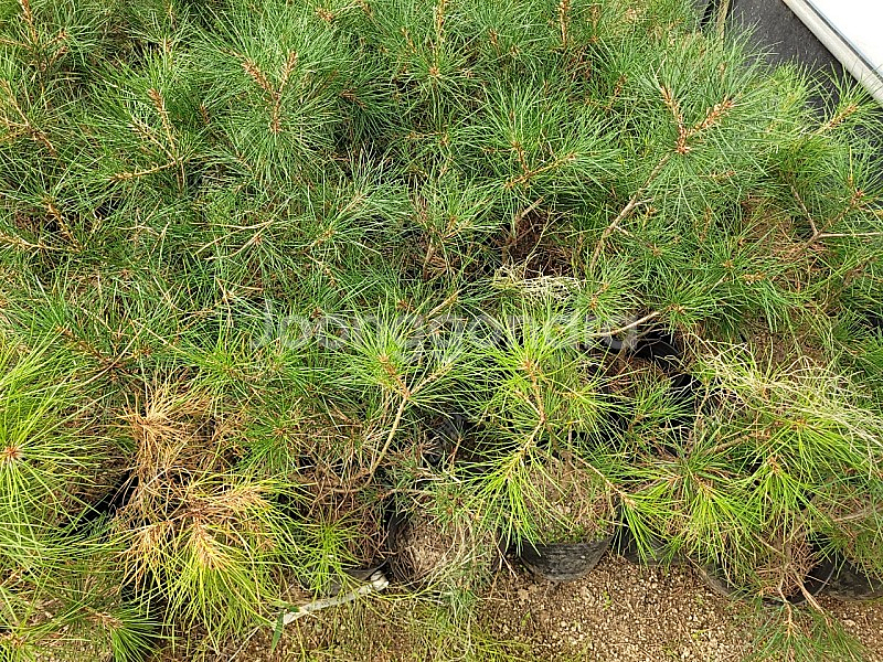 소나무 백송 5년생 25000원--0