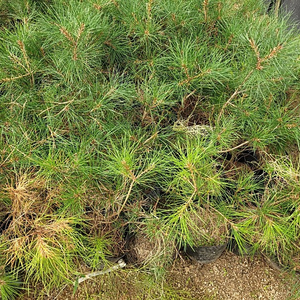 소나무 백송 5년생 25000원