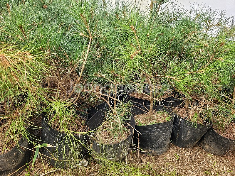 소나무 백송 5년생 25000원--1