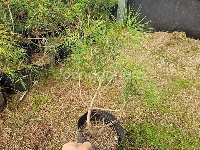 소나무 백송 5년생 25000원--3