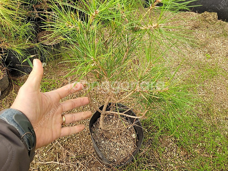 소나무 백송 5년생 25000원--4