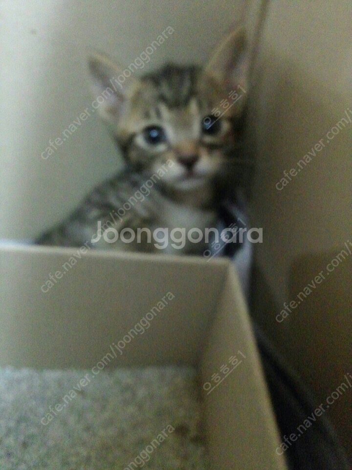 (부산)무인양품 밥솥, 전자렌지, 변압기 포함 판매합니...--0