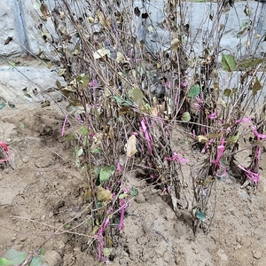 서부해당화 수사해당화 묘목 나무