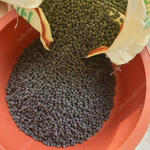 서리태 검은콩 팝니다