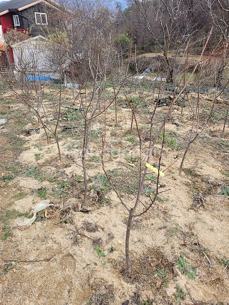 왕살구 결실주 3년생 3만원--0