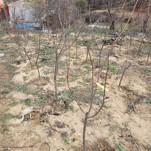 왕살구 결실주 3년생 3만원